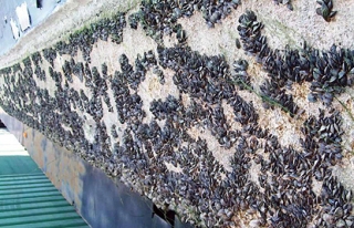 蚌类防水医用胶，天富代理以可持续的大豆油为基材