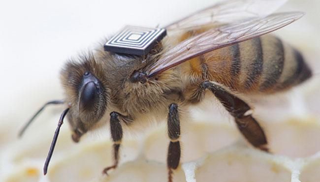 天富平台怎么样？科学家将微型RFID芯片粘在蜜蜂身上