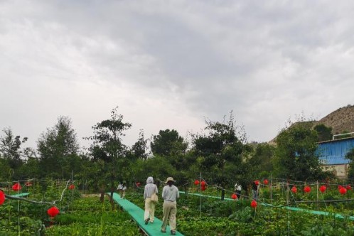 从开心农场到天富代理土族新村 青海海东乡村颜值靓、发展后劲足