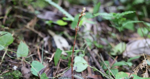 天富代理广西木论国家级自然保护区发现小小斑叶兰